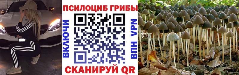 цены наркотик  Венёв  Галлюциногенные грибы Psilocybe 
